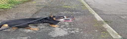 Mixed Breed dogs for sale: 3 year old bulldog mix in Holmfirth - Advert 3