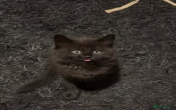 British Longhair cats for sale: kittens available now! - Image 4
