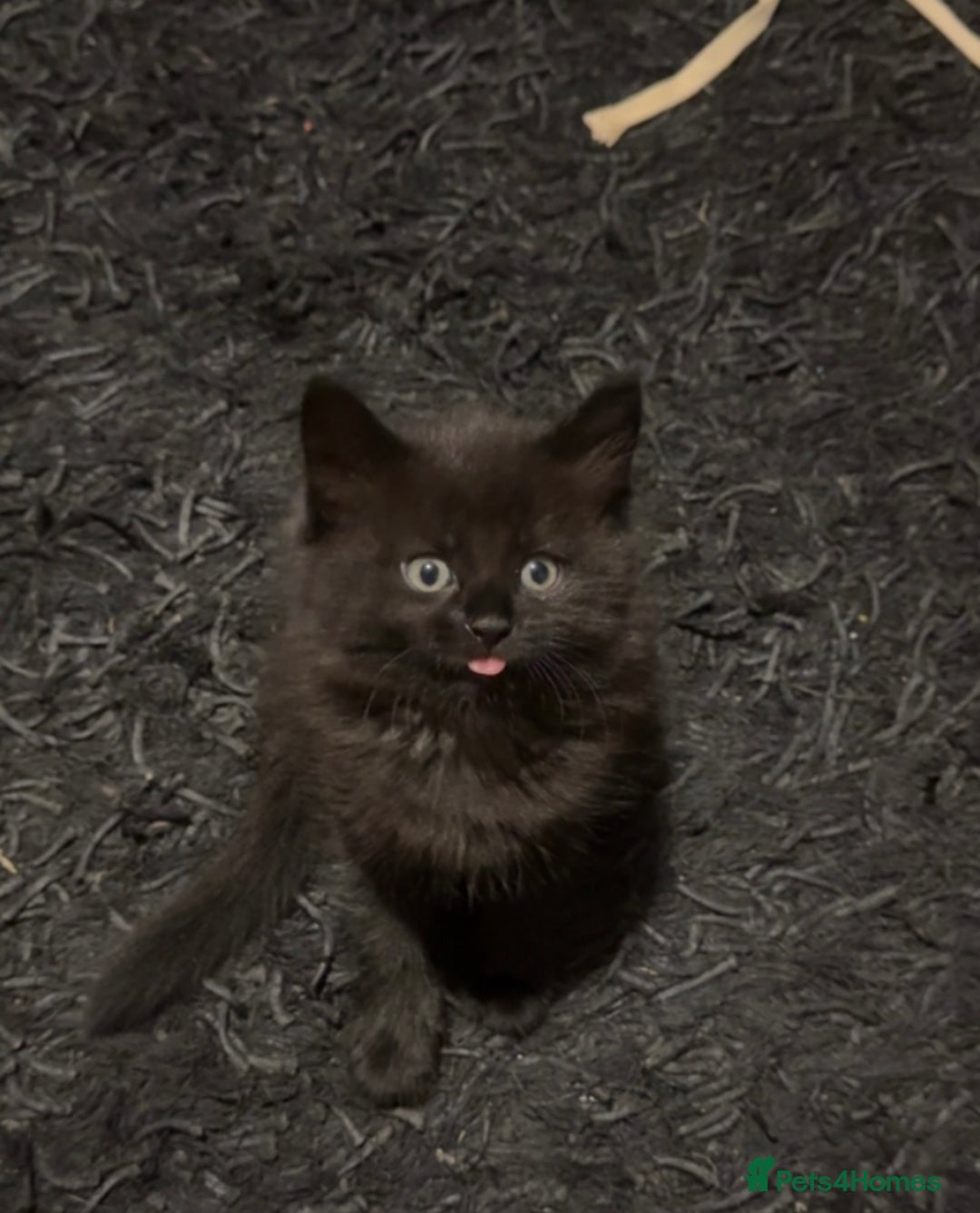 British Longhair cats for sale: kittens available now! - Image 4