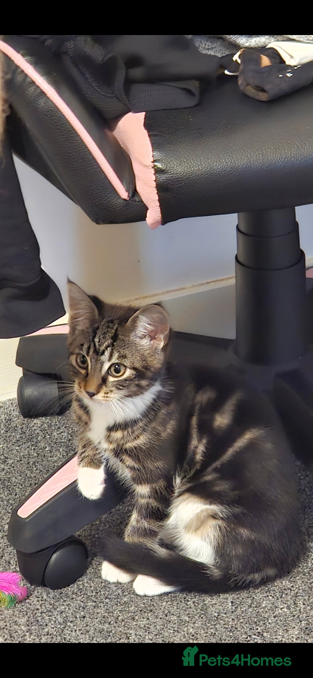 Mixed Breed cats for sale: 6-Month-Old Male Cat – Playful & Affectionate - Advert 6