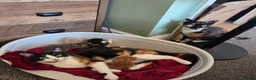 Mixed Breed cats for sale: Kittens for sale in Northwich - Advert 13