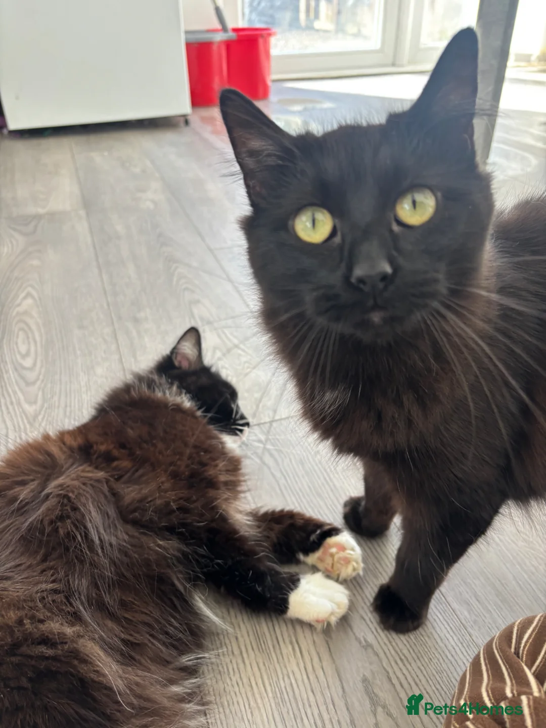 Maine Coon cats for sale: Maincoone X Norwegian forest cats in Darlington - Advert 5