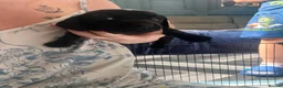 Miniature Dachshund dogs for sale: Minature dashchunds smooth coat in Swansea - Advert 3