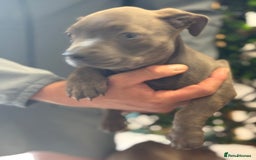 Mixed Breed dogs for sale: 2 beautiful French wiener girls  - Image 6
