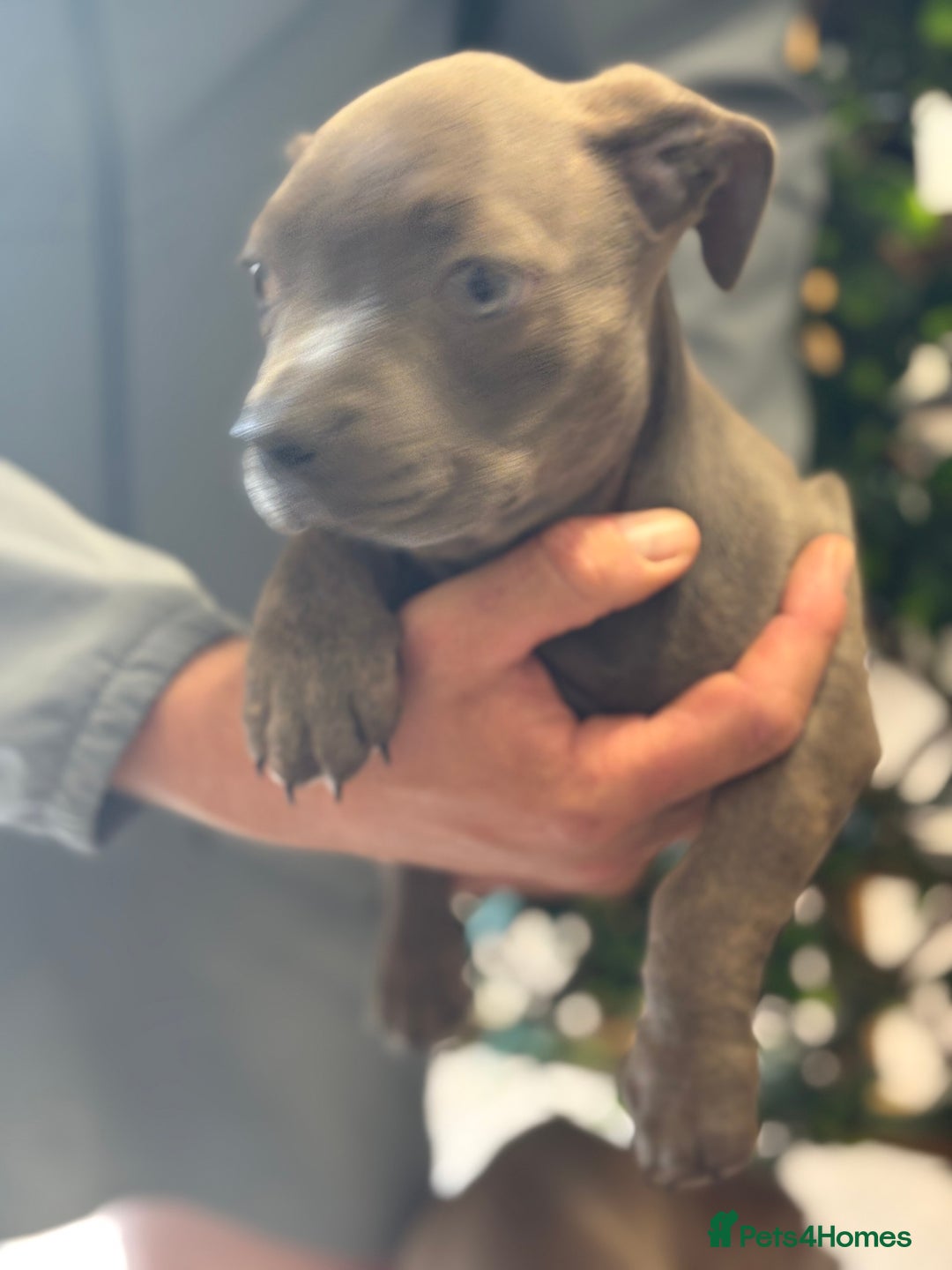 Mixed Breed dogs for sale: 2 beautiful French wiener girls  - Image 6