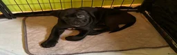 Cane Corso dogs for sale: Cane Corso Puppies ready x 1 female - Advert 4