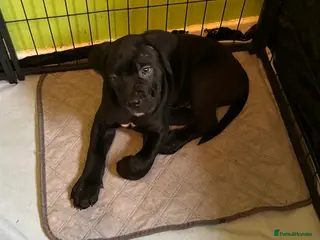 Cane Corso dogs Cane Corso Puppies ready x2 Male - Advert 7