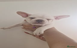 French Bulldog dogs for sale: Lovley frenchie puppies  - Image 18