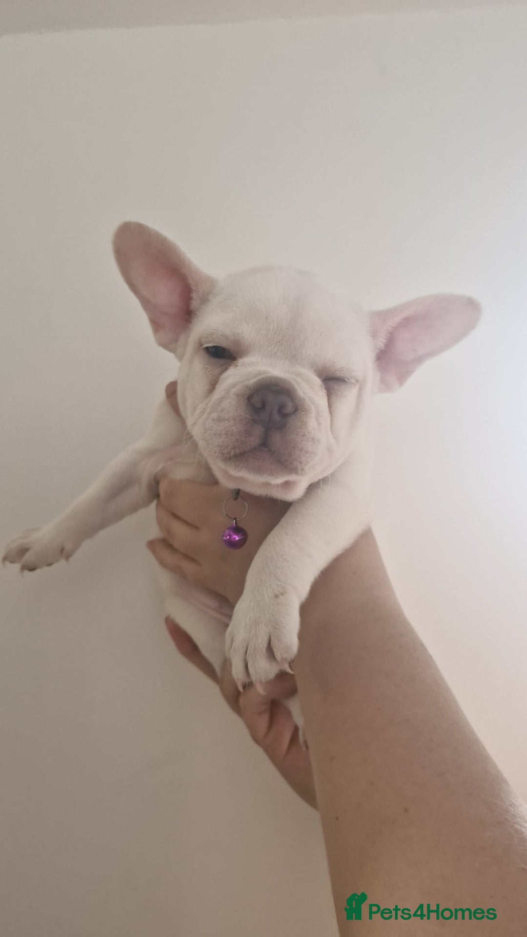 French Bulldog dogs for sale: Lovley frenchie puppies  - Image 18