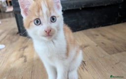 Mixed Breed cats for sale: Beautiful fluffy kittens dads part maincoon  - Image 4