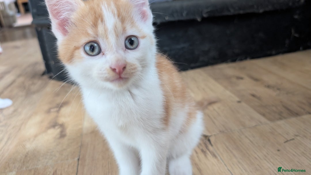 Mixed Breed cats for sale: Beautiful fluffy kittens dads part maincoon  - Image 4