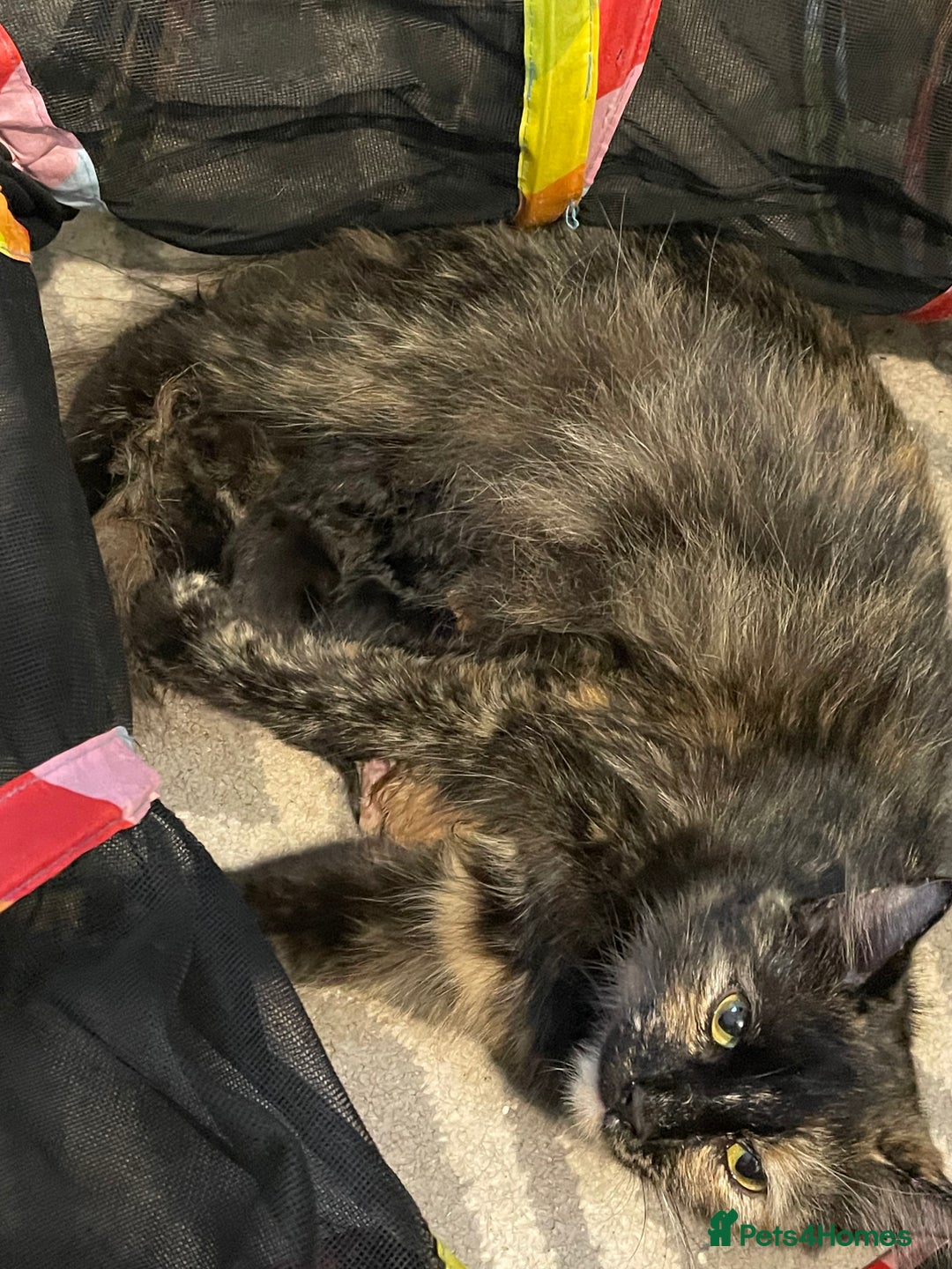 Mixed Breed cats for sale: 2 mixed breed female kittens - Advert 1