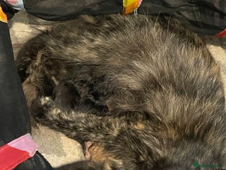 Mixed Breed cats 2 mixed breed female kittens - Advert 8