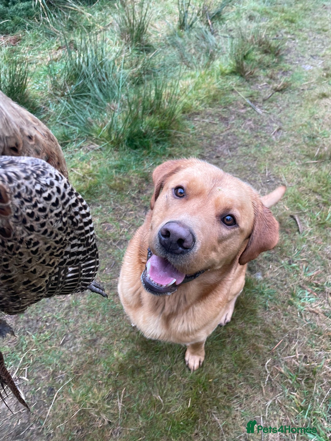 Labrador Retriever dogs for stud: KC reg fully health tested, gorgeous Lab for stud. - Advert 3