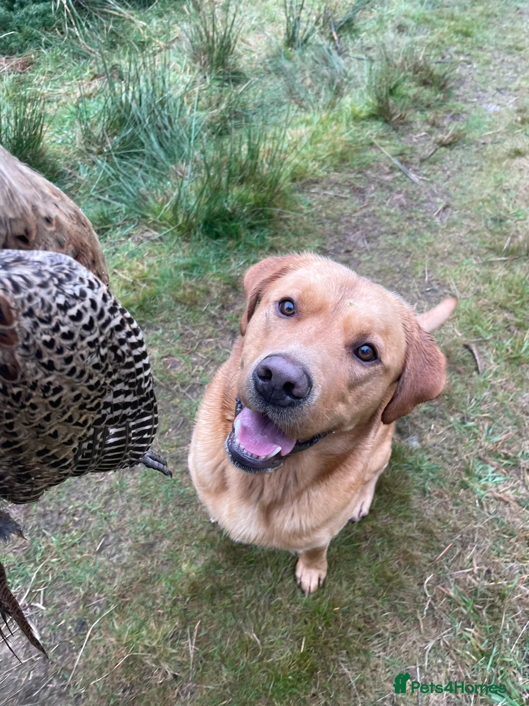 Labrador Retriever dogs for stud: KC reg fully health tested, gorgeous Lab for stud. - Advert 6