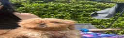 Shih Tzu dogs for sale: Beautiful Shih Tzu Puppies, lovely Temperaments in Port Talbot - Advert 21