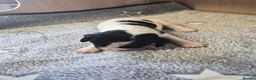 Cocker Spaniel dogs for sale: KC REGISTERED WORKING COCKER SPANIEL PUPPIES  - Advert 6