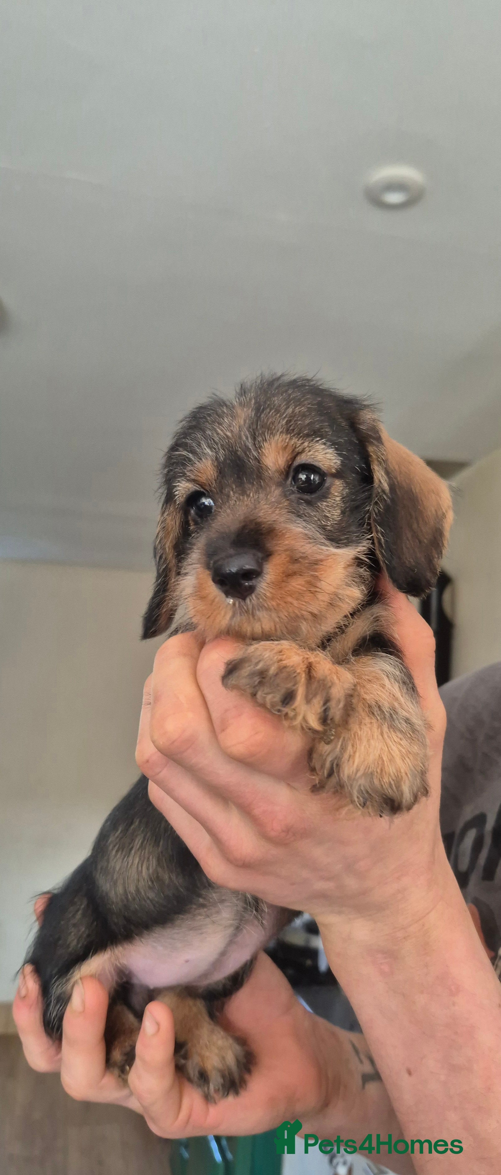 Miniature Dachshund dogs Miniature wire dachshunds  - Advert 11