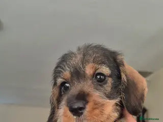 Miniature Dachshund dogs Miniature wire dachshunds - Advert 11