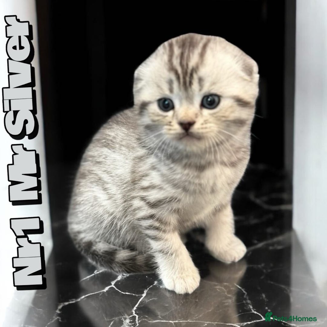 Scottish Fold cats for sale: 5 Full Pedigree Scottish Fold/Straight Kitens - Image 14