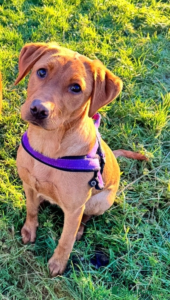 Labrador Retriever dogs for sale: Beautiful fox red lab 18 months old - Advert 1