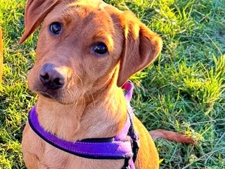 Labrador Retriever dogs Beautiful fox red lab 18 months old - Advert 2