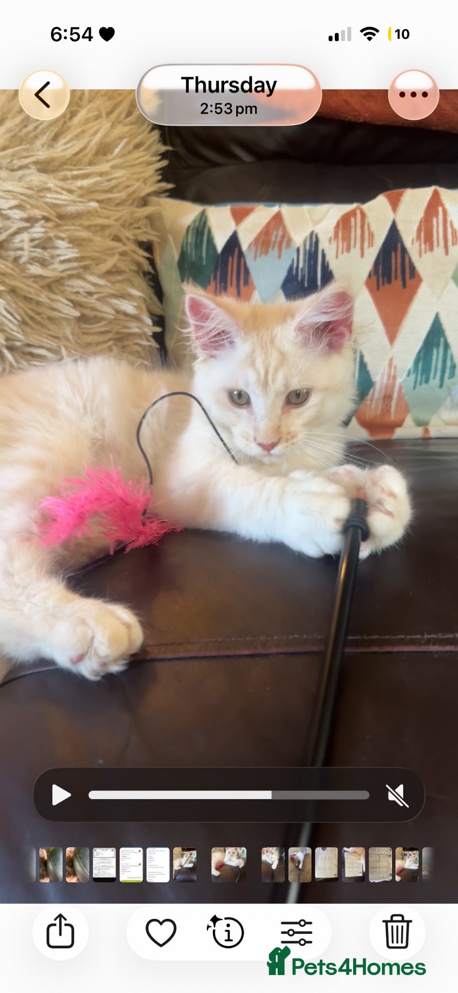 Maine Coon cats Ready to leave.. Beautiful Male only.  - Advert 1