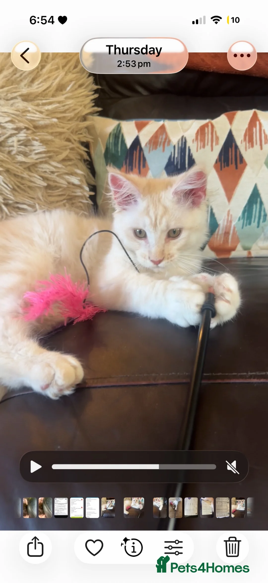 Maine Coon cats for sale: Ready to leave.. Beautiful Male only.  - Advert 1