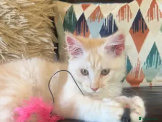 Maine Coon cats Ready to leave.. Beautiful Male only. - Advert 2