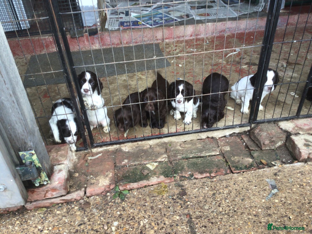 Cocker Spaniel dogs for sale: Cocker Spaniel - Advert 2