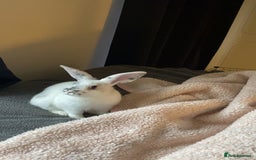Mixed Breed rabbits for sale: Gorgeous white rabbit - Image 4