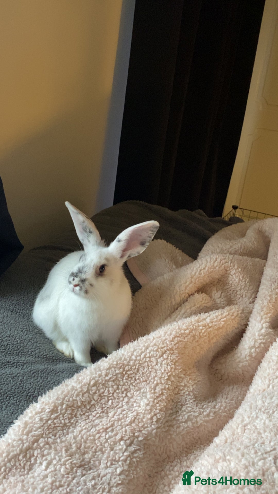 Mixed Breed rabbits for sale: Gorgeous white rabbit - Image 4