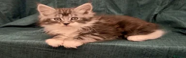 Maine Coon Kitten 2