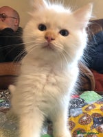 Ragdoll cats Tica reg Cherubim Ragdoll bonded siblings. Male. - Advert 6