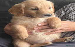 Golden Retriever dogs for sale: 🐾 Golden Retriever Puppies – Ready Now! 🐾 - Image 20