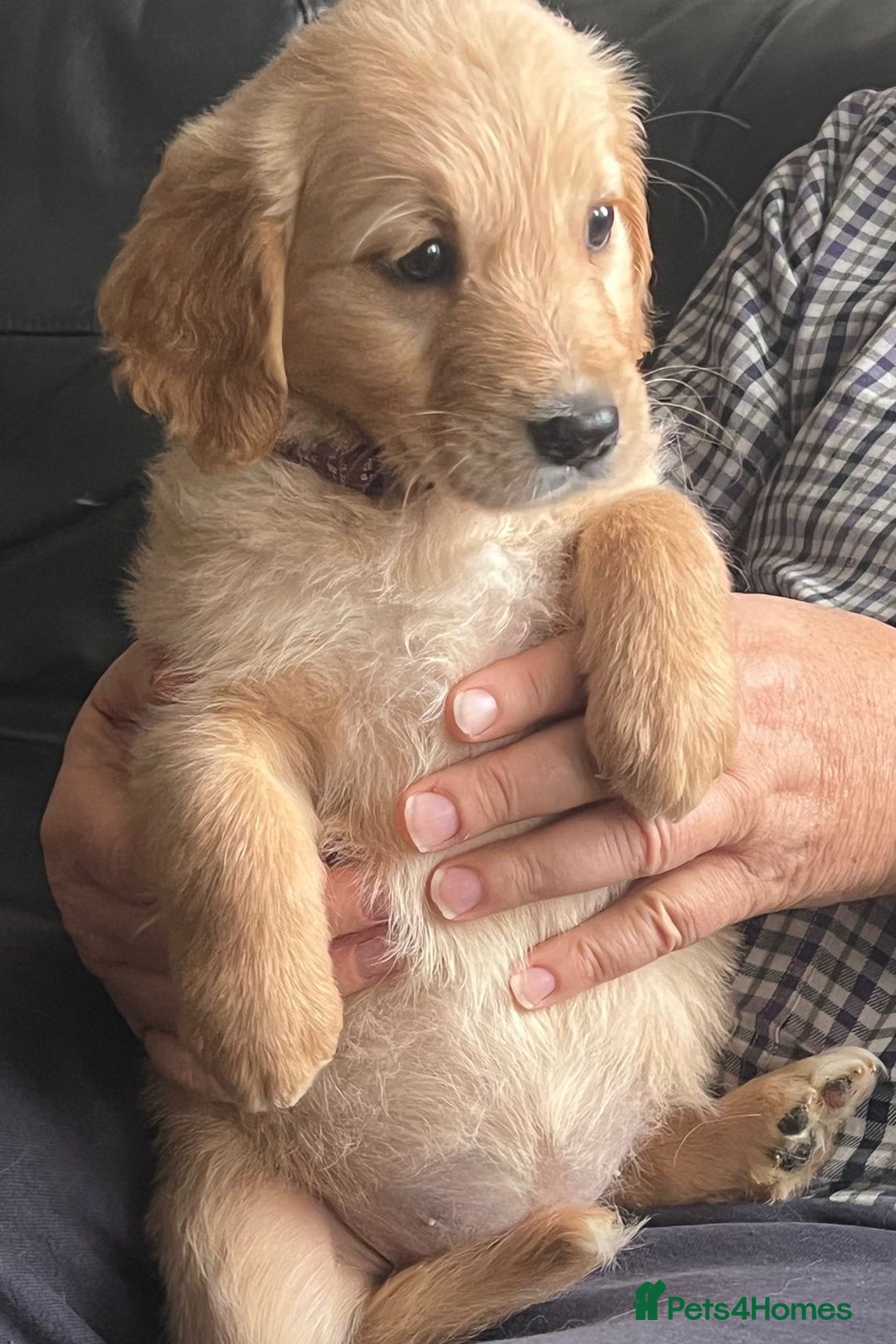Golden Retriever dogs for sale: 🐾 Golden Retriever Puppies – Ready Now! 🐾 - Image 20
