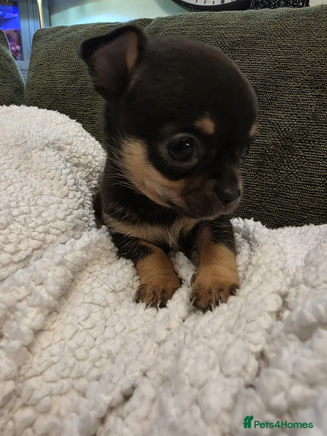 Chihuahua dogs for sale: Outstanding Tiny Pedigree Chihuahua Puppies - Advert 7