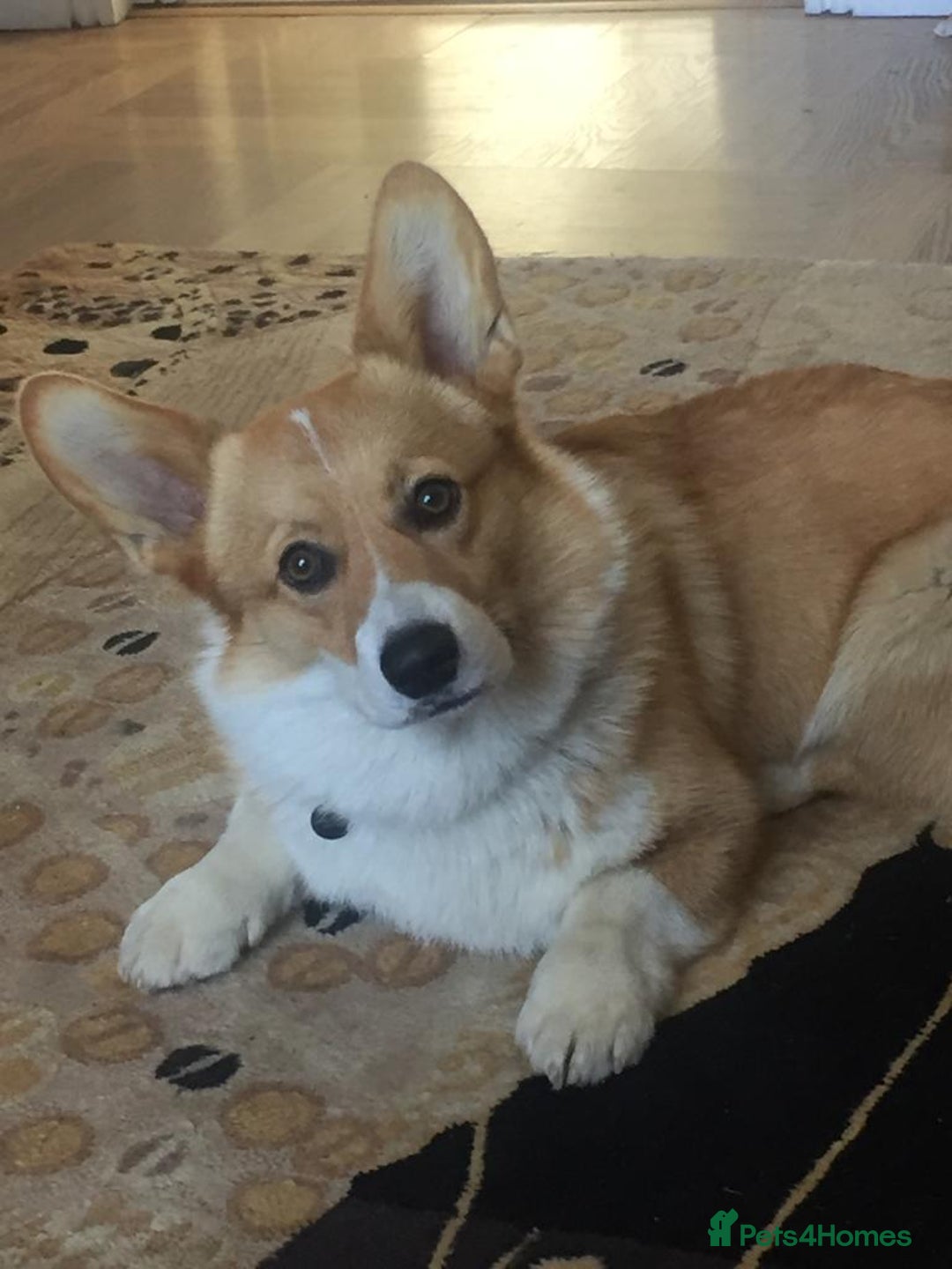 Welsh Corgi Pembroke dogs for sale: Show quality puppies - Image 19