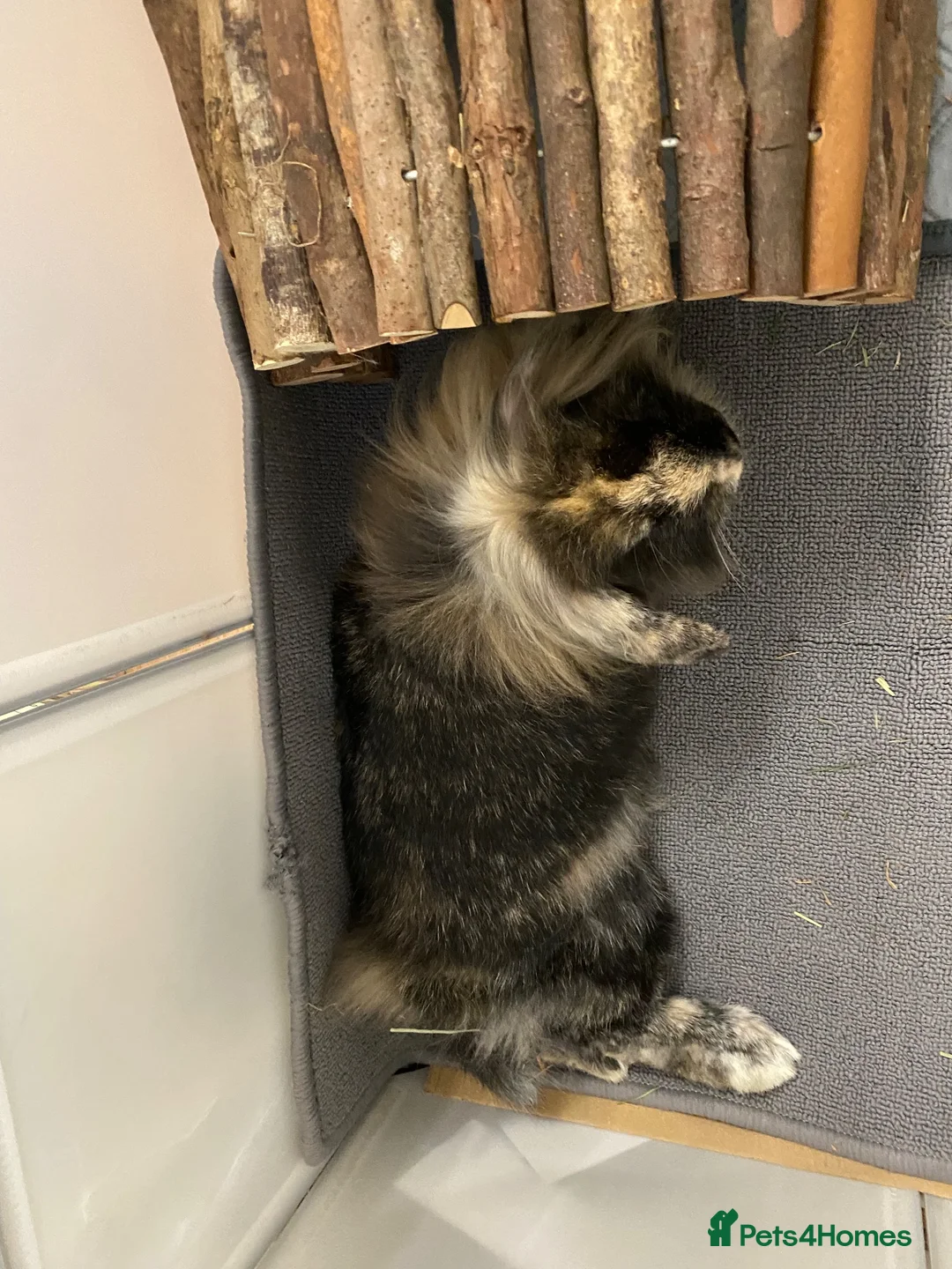 Lionhead rabbits for sale: Super playful Lionlop  - Advert 2