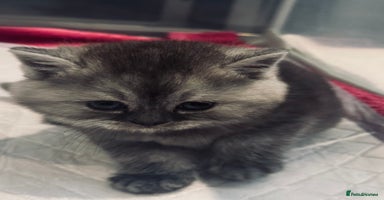 Scottish Fold cats - Advert 12