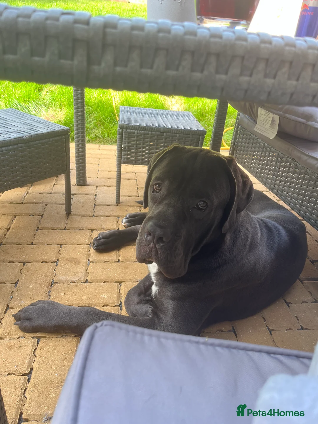 Cane Corso dogs for stud: FOR STUD Beautiful Blue Cane Corso in Sandy - Advert 7