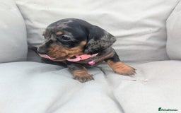 Miniature Dachshund dogs for sale: KC Registered miniature Dachshund Puppies - Image 12
