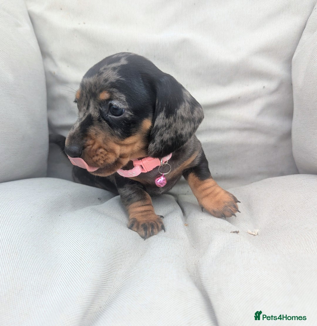 Miniature Dachshund dogs for sale: KC Registered miniature Dachshund Puppies - Image 12