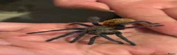 Tarantulas invertebrates for sale: Tarantulas with enclosures - Advert 4