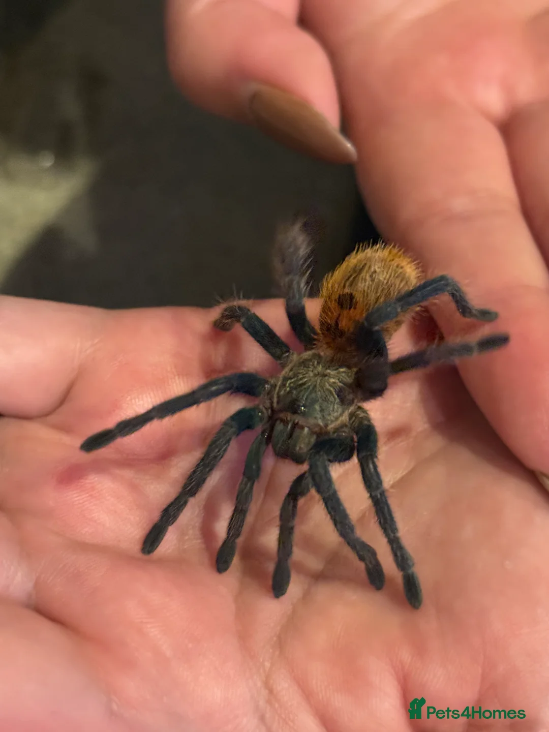 Tarantulas invertebrates for sale: Tarantulas with enclosures - Advert 4