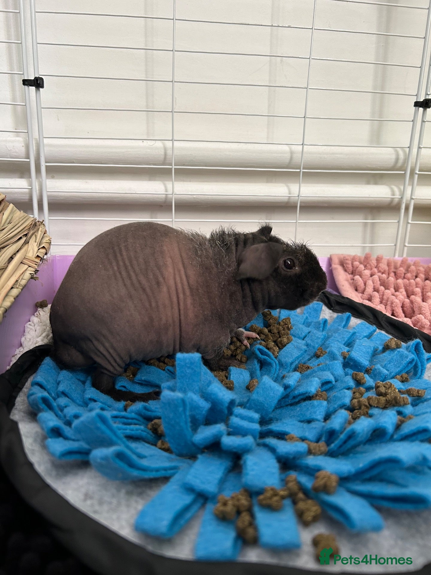 Guinea Pig rodents 2 Male Skinny Pigs - Advert 1