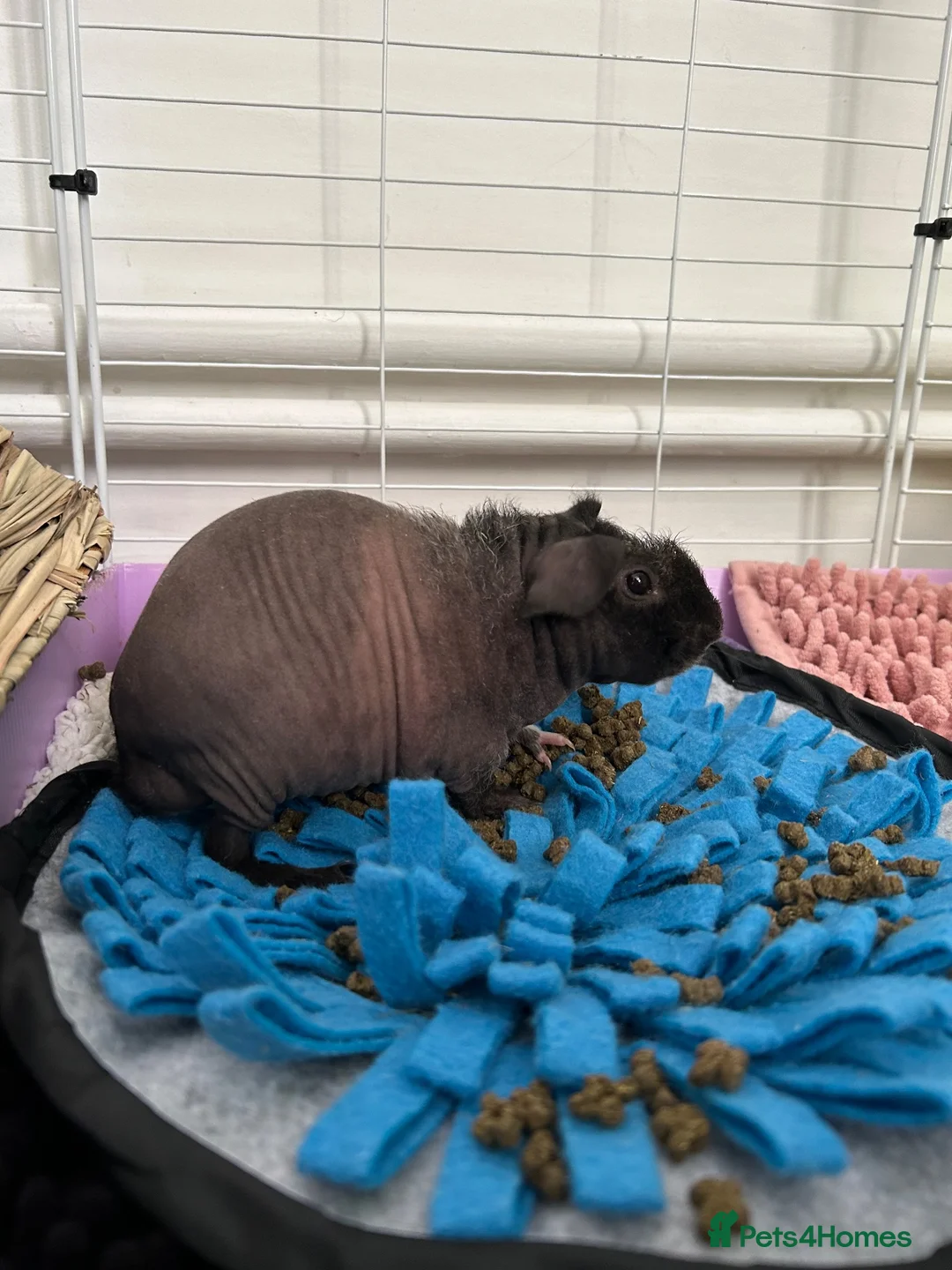Guinea Pig rodents for sale: 2 Male Skinny Pigs - Advert 1