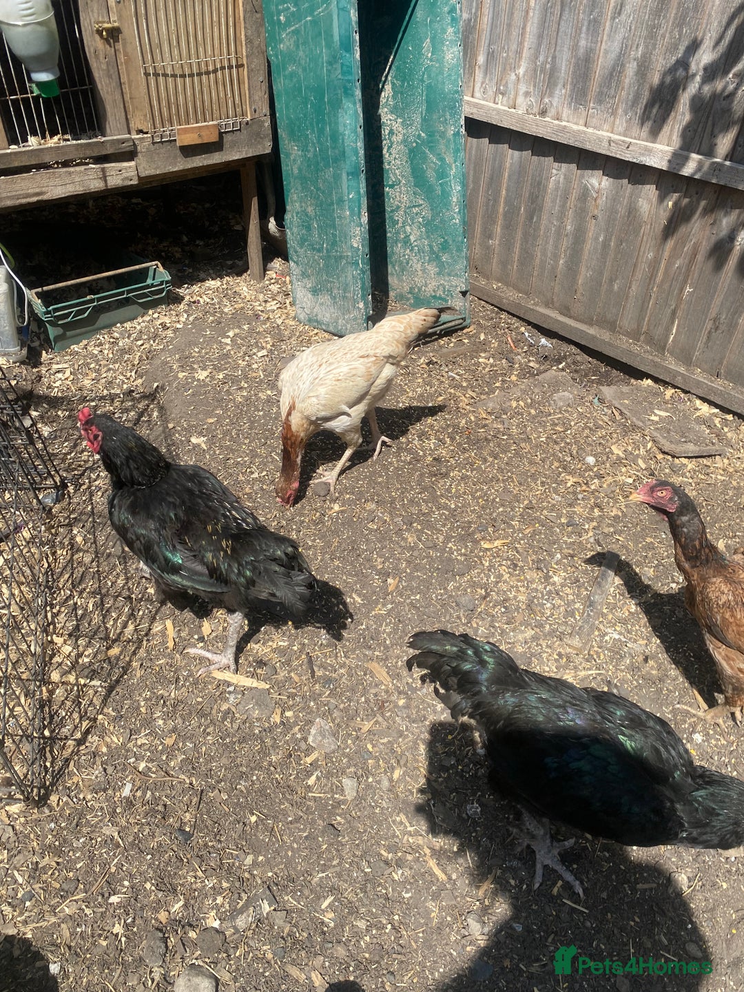 Chickens poultry for sale: Aseel cross cockerel, aseel hens & shamo hen in London - Image 9
