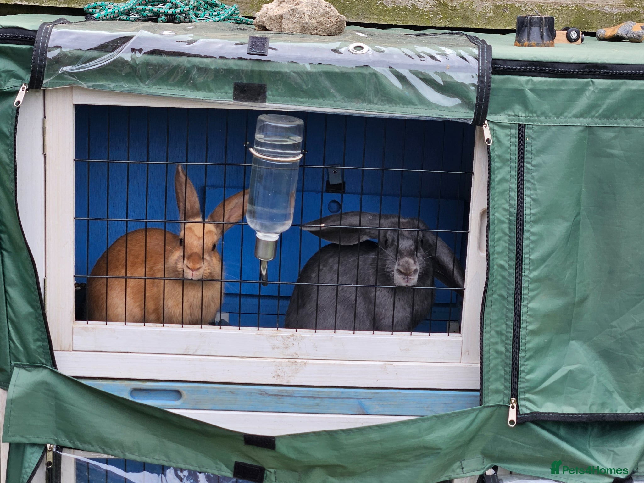 Mixed Breed rabbits 2 friendly 6 month old cute sisters - Advert 2