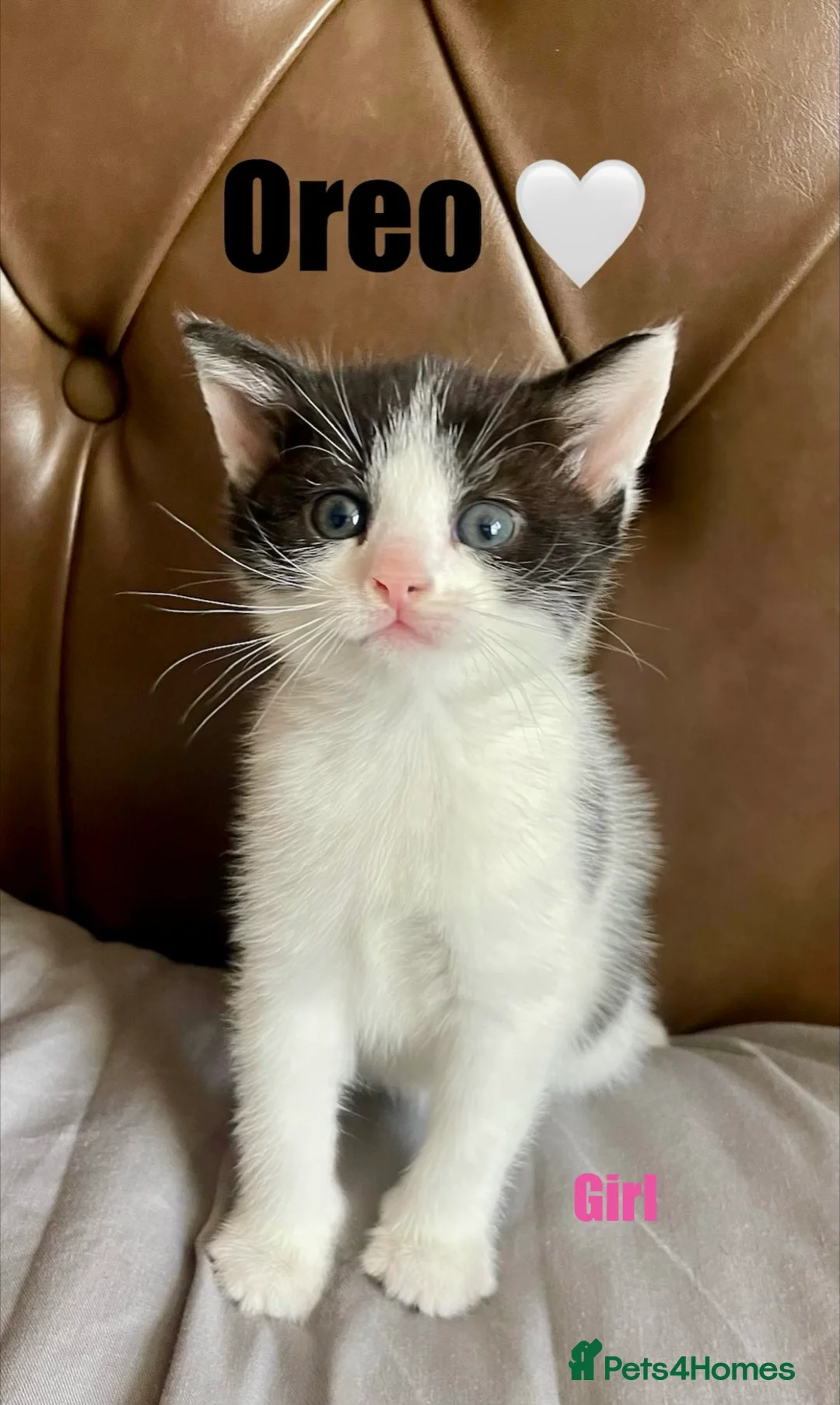 Domestic Shorthair cats for sale: URGENT – Kittens Need Loving Homes 🐾 - Advert 2